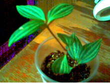 ��������� �������