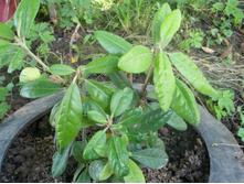 ����������� ������� ������������ (Rhododendron Helliki)  .JPG