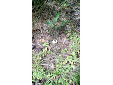 IMG 20170805 131754.jpg