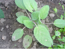 ������ ���������?.JPG