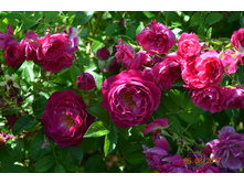 Wild Blue Yonder ��� ������� �����������