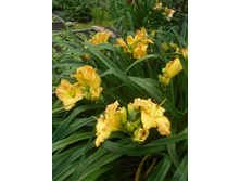 �������� �������� 100 ���.