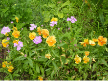 ����������� 072.jpg ������ ������� ������������ ���������