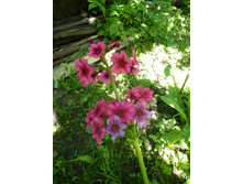 ����������� 053.jpg