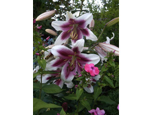 ����� �����