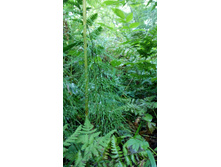 IMG 20170805 130618.jpg