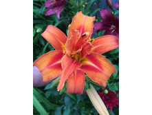 �������� ���������