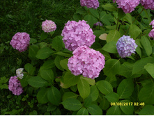SDC11740.JPG
