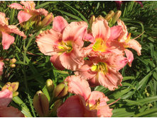 ���������� �����