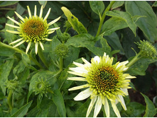 �������� ��������