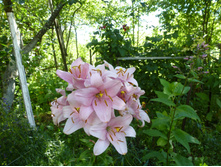 ����������� 103.jpg