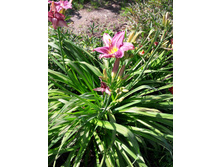 24-130���. ��������.jpg