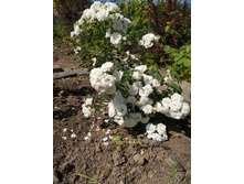 ������� ��� (�)