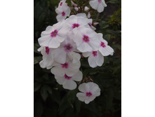 ����� ������