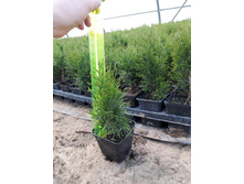 ��� �������� 10-15 �� �9 80�