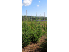 ��� ������ | Picea mariana 90-120��   ���/�����/�����  -600�