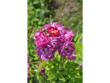 ��������� ���