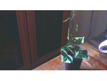 ���������� Macroglossus(�������)