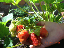 ��������� �������, 50���..png