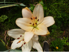 ����������� 086.jpg