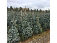 ��� ������� EXTRA  140-160��  10000�