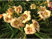 ������� �����