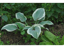 ����� ����� �����