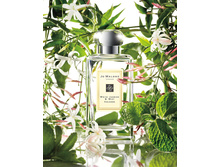 White Jasmine & Mint ��� 100 �� 6200+%+����