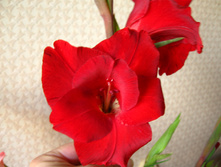IMG 5429.JPG