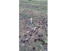 IMG 20170820 174259.jpg