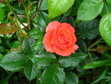IMG 5362.JPG
