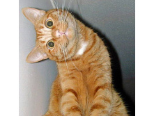 ��� ����������