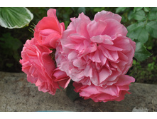 �������� �������