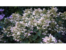 �������� (��������� ����������� ���� ���������?)