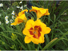 ��� �������.JPG