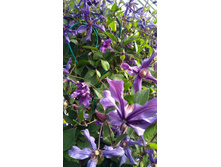 IMG 20170818 085247.jpg