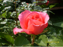 SDC11719.JPG