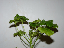 ���������� 30 �.