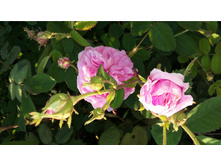 6-100 ��� ����.jpg