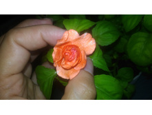 P 20170803 130627.jpg