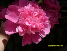 SDC11635.JPG