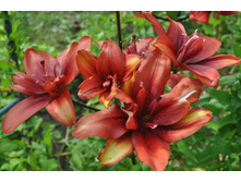 �������� �����