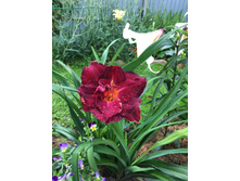 �������� ���� ������