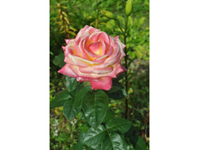 Pullman Orient Express