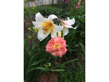 �������� ����� �����