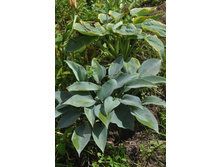 ��������� ���