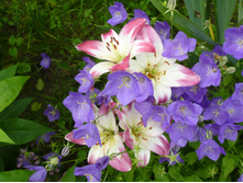 ����������� 070.jpg ������� ������ �����.