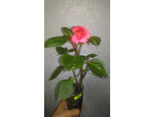 P 20170803 121410.jpg