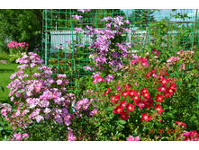 �������� (�������� ����) � ������ ����