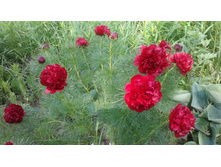 ��� ��������